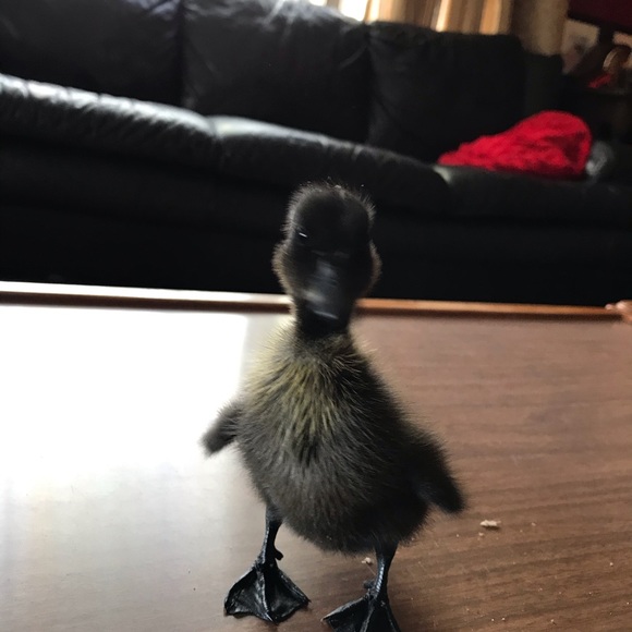 Meet your Posher, Star - Picture 1 of 1